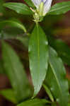 Showy gentian